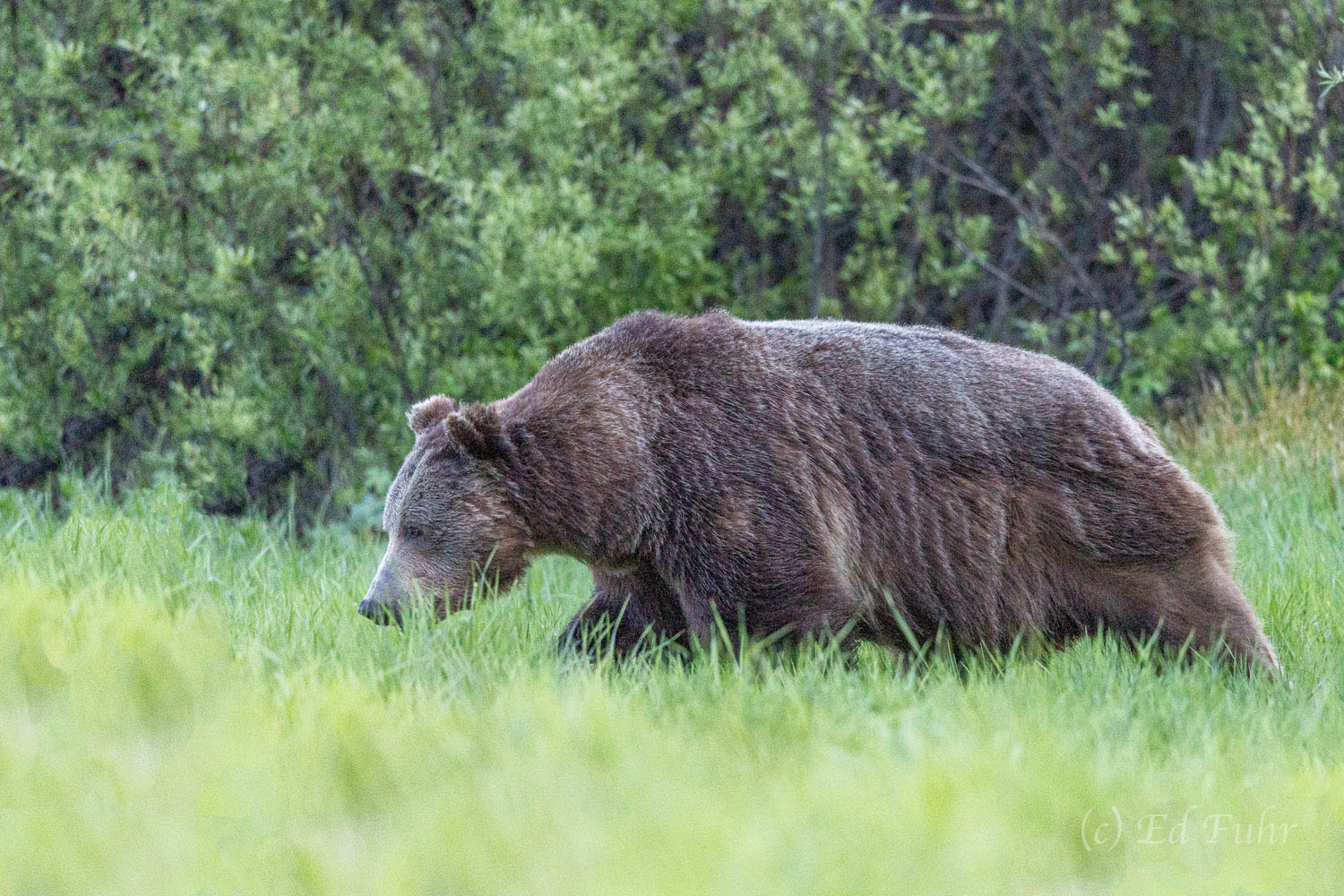 On the Prowl, Bruno The apex predator in the Grand Teton kingdom, a large grizzly stalks his prey across the willow flats. He has sired many of the...