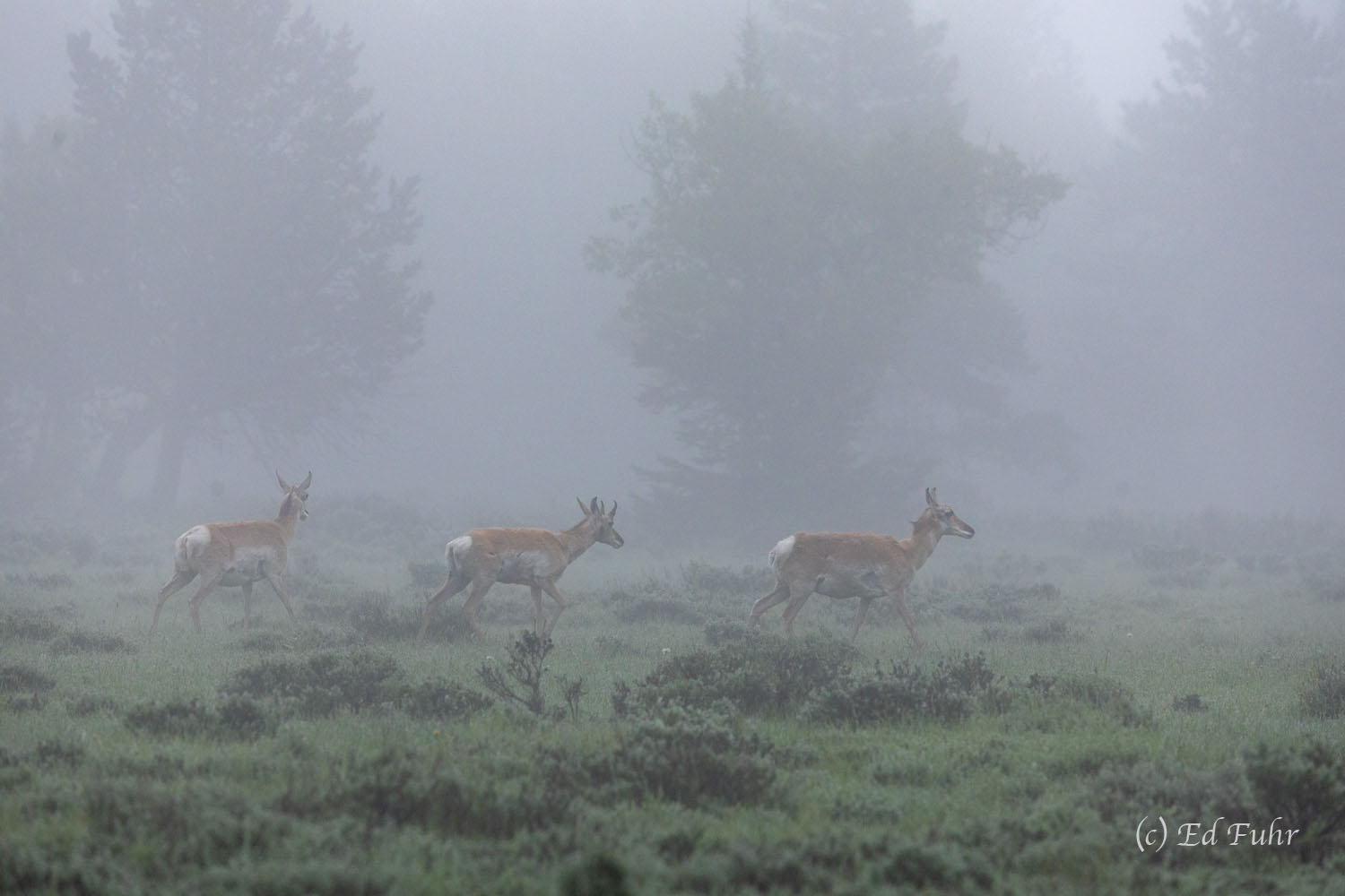 A family of pronghorn antelopes move across the sage in the cover of fog.