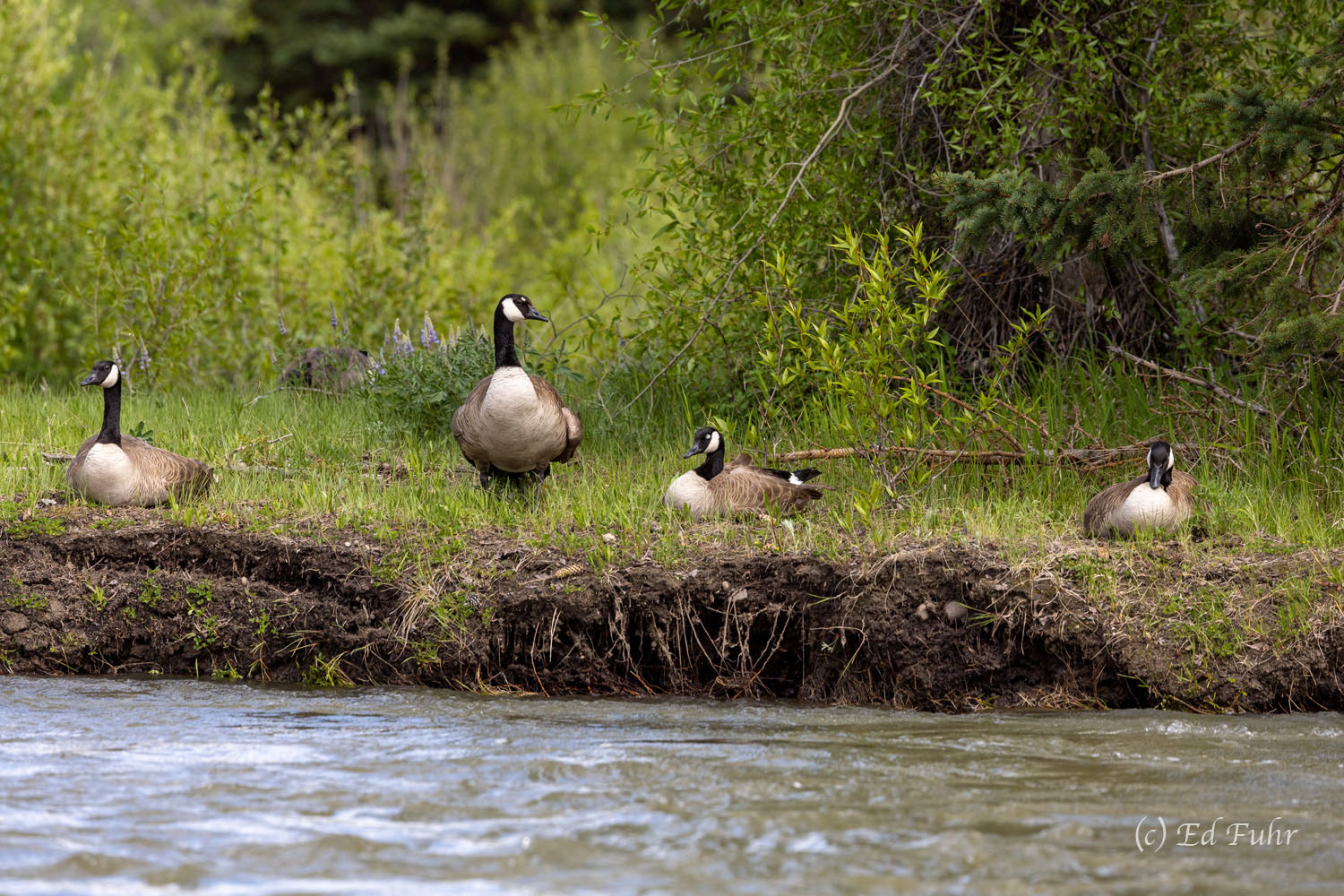 Canadian Geese rest along the banks of the Snake River.