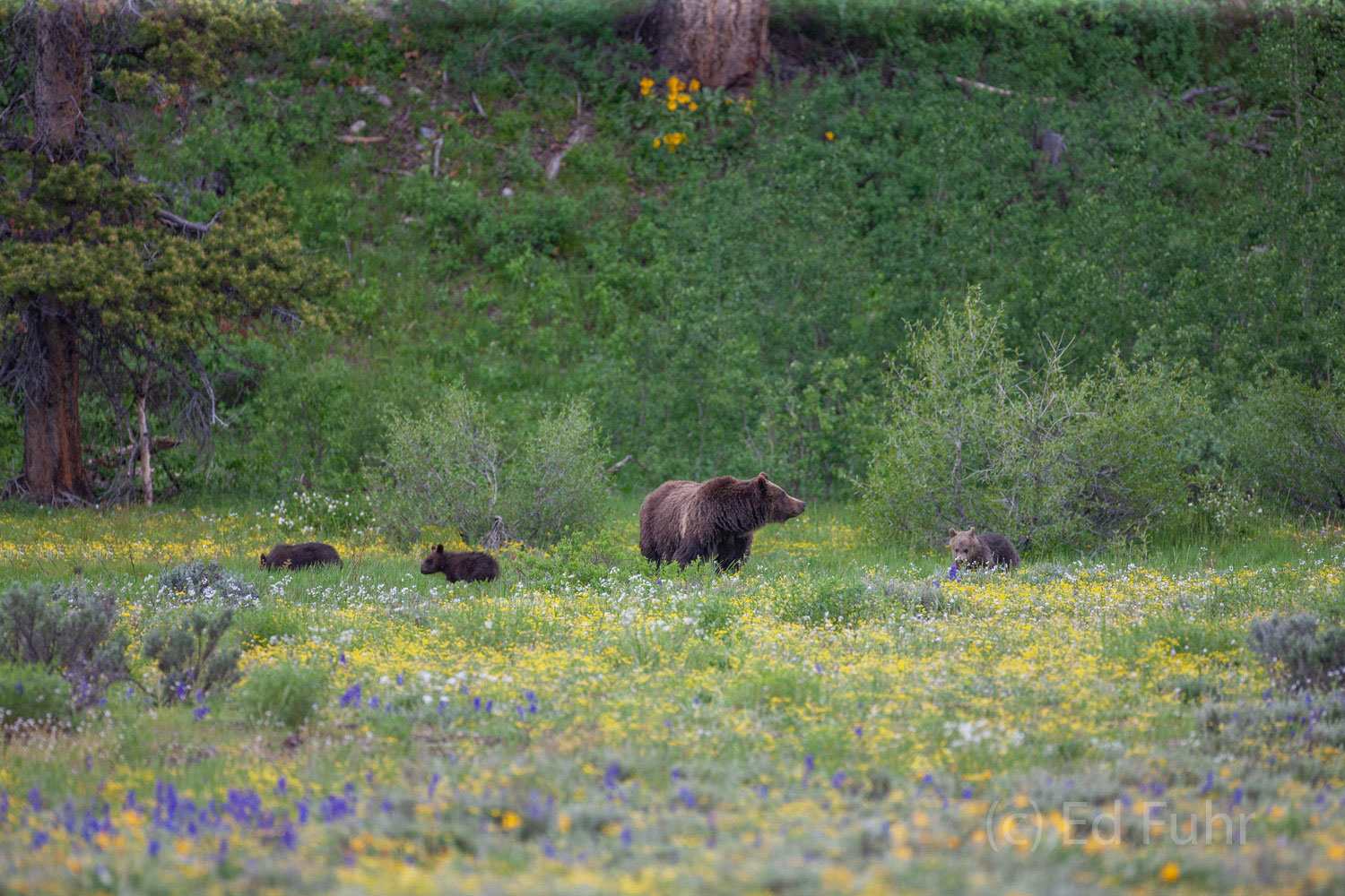 Field of Dreams Girzzly 399 and her three cubs forage in a meadow of bitterroot and lupines.