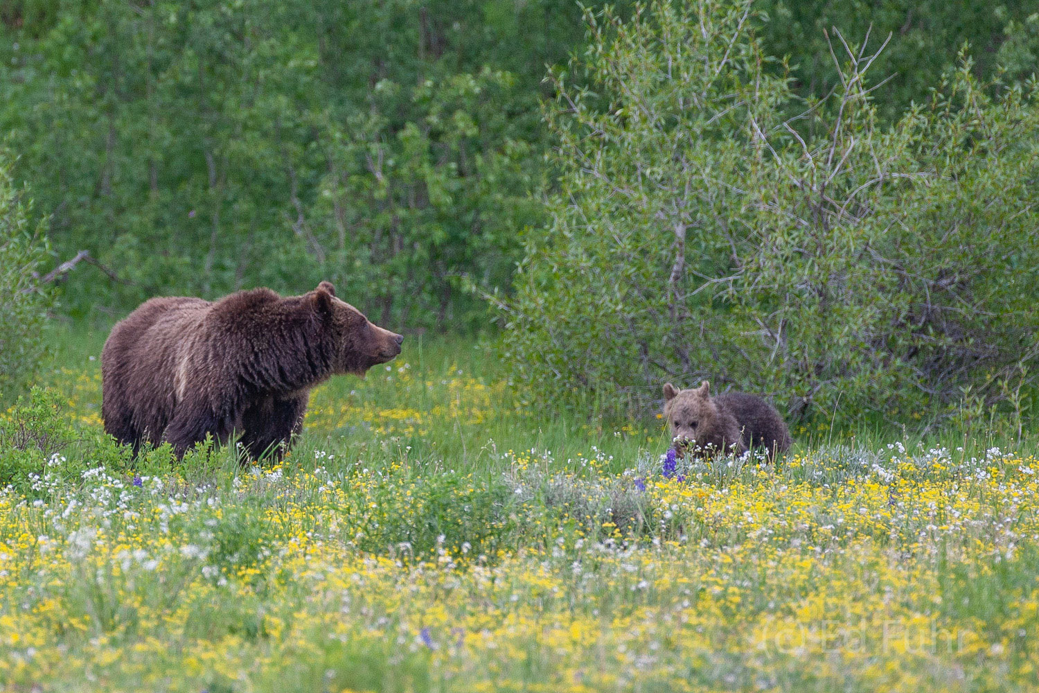 High Alert Grizzly 399, the grand matriarch of the Grand Tetons, remains on high alert as one of her three cubs checks out the meadow's...