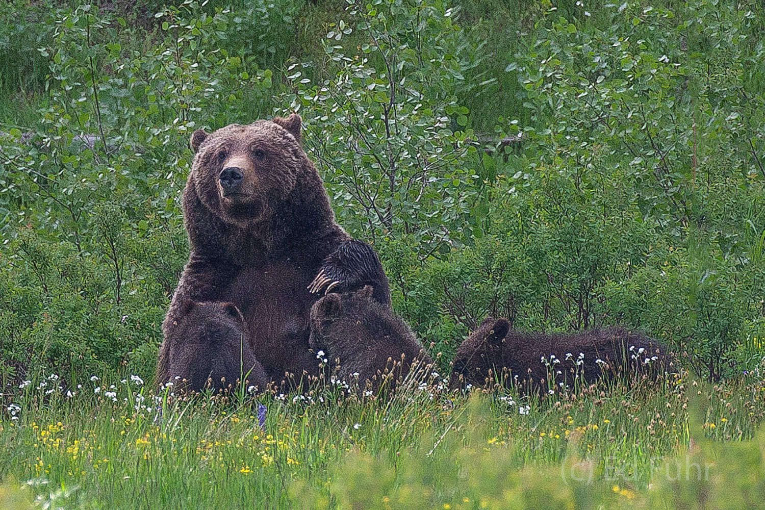 Grizzly 399 retreats to the woodland edge to nurse her triplet cubs.