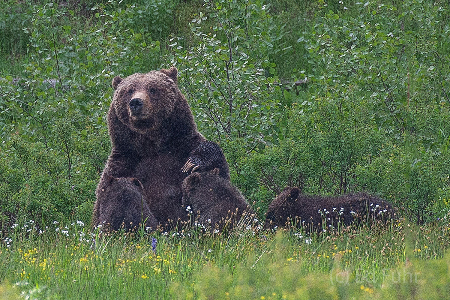 399 Nurses Her Triplets, 2011 Grizzly 399 retreats to the woodland edge to nurse her triplet cubs.