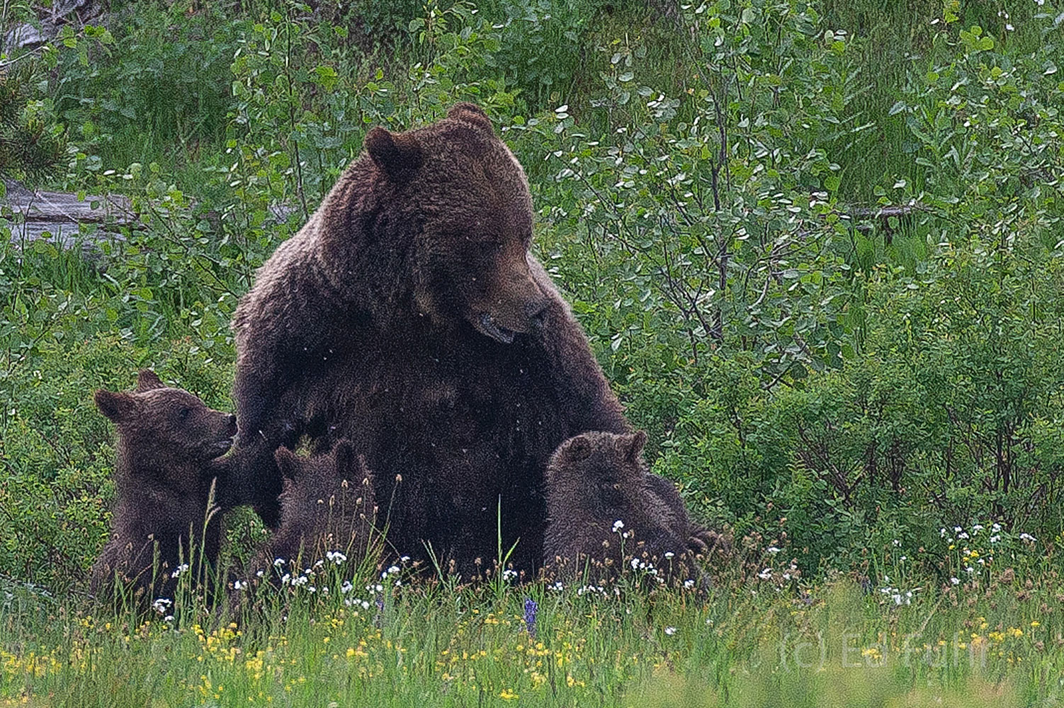 Grizzly 399 reacts to an overeager cub who has nursed a bit too roughly.