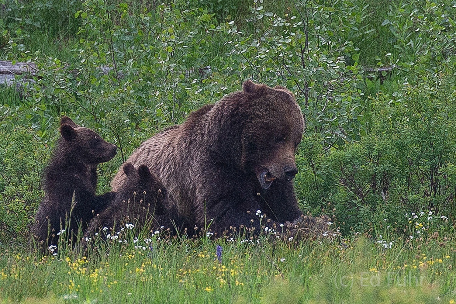 Tired of her cub's bites, grizzly 399 gives one of her triplet cubs an old fashioned smackdown in June 2011.