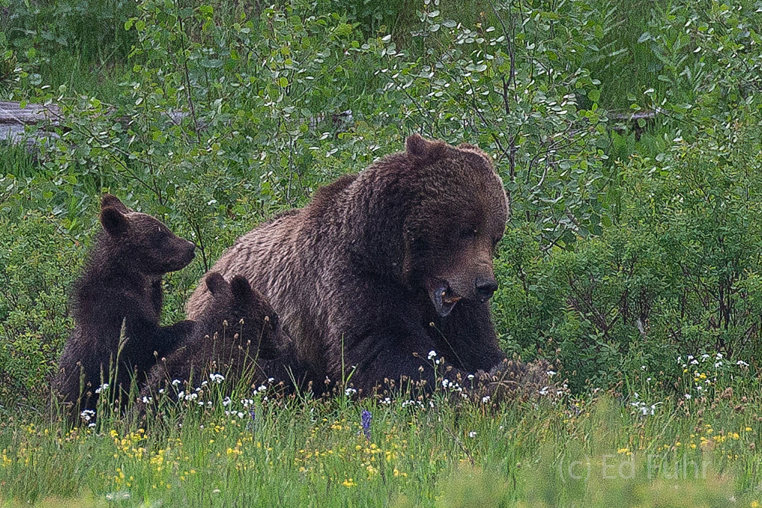 Grizzly 399 Smackdown Tired of her cub's bites, grizzly 399 gives one of her triplet cubs an old fashioned smackdown in June 2011.