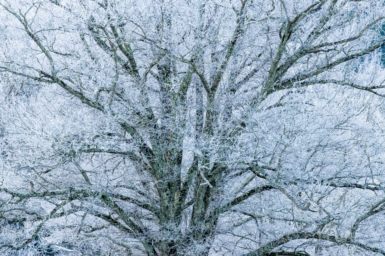 A large oak is etched in hoar frost and ice on this near zero degree morning in Cades Cove.