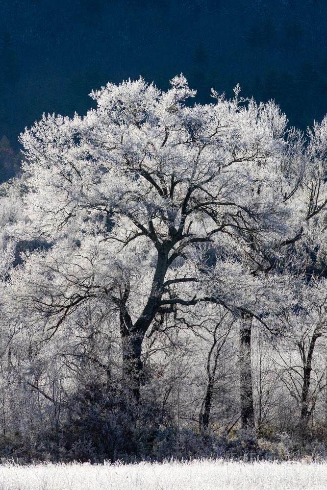 A heavy hoar frost transforms the trees of Cades Cove into a magical wonderland.