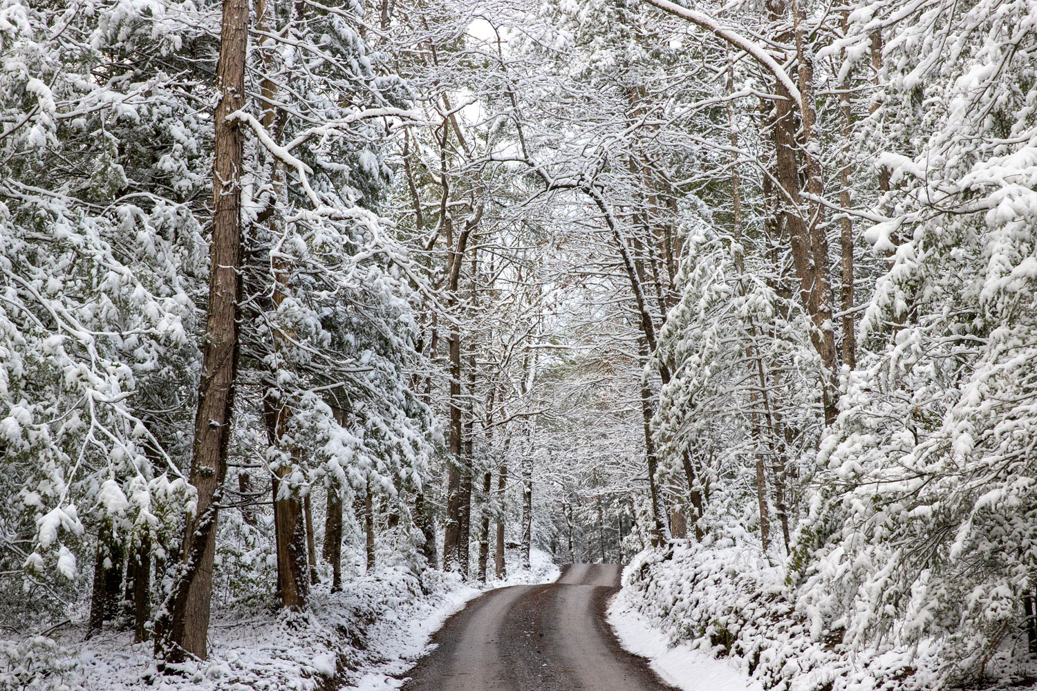 A heavy wet snow blankets the hemlocks and first along Sparks Lane.