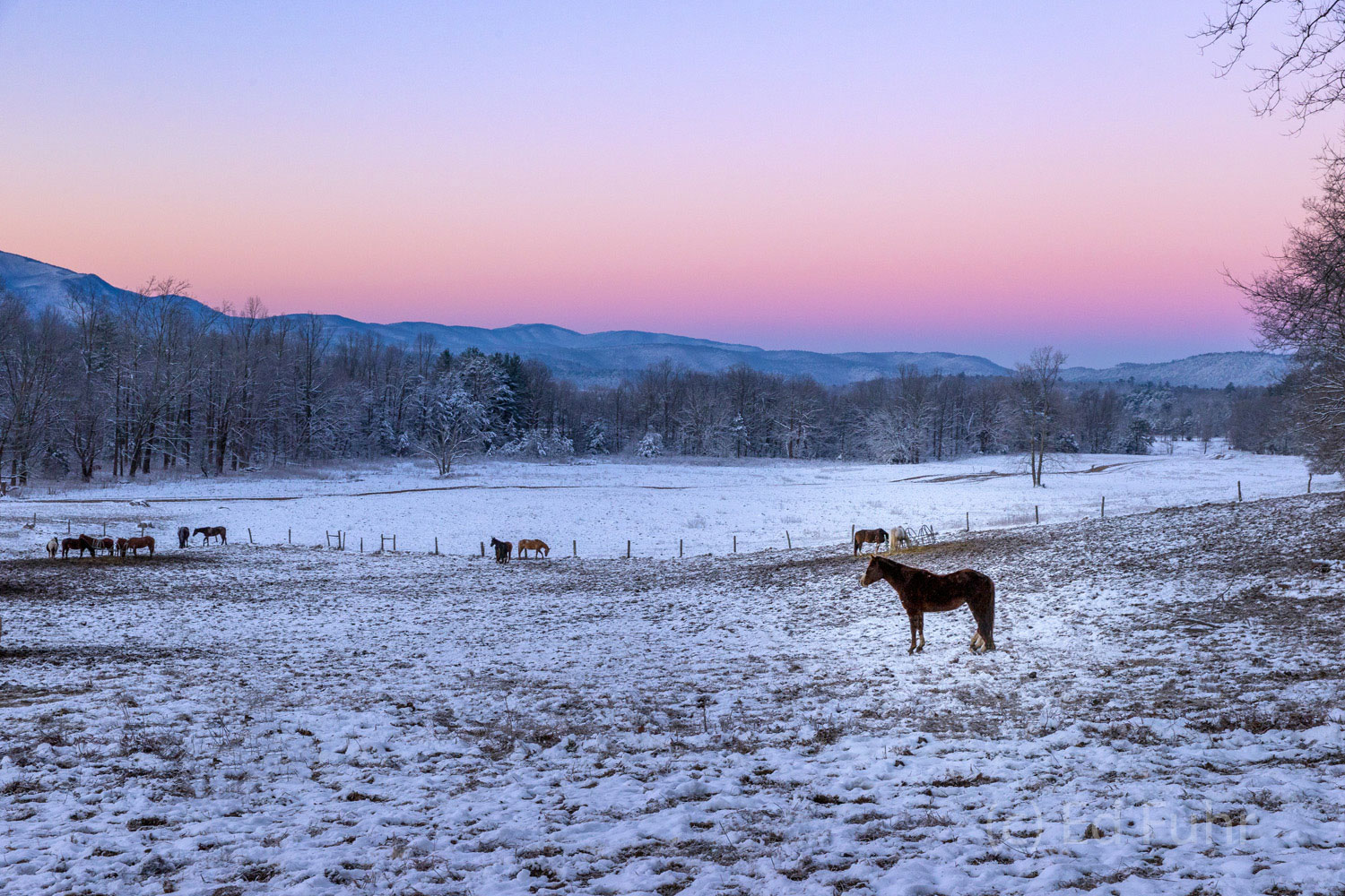 A small herd of horses stand in the predawn cold at the entrance to Cades Cove.