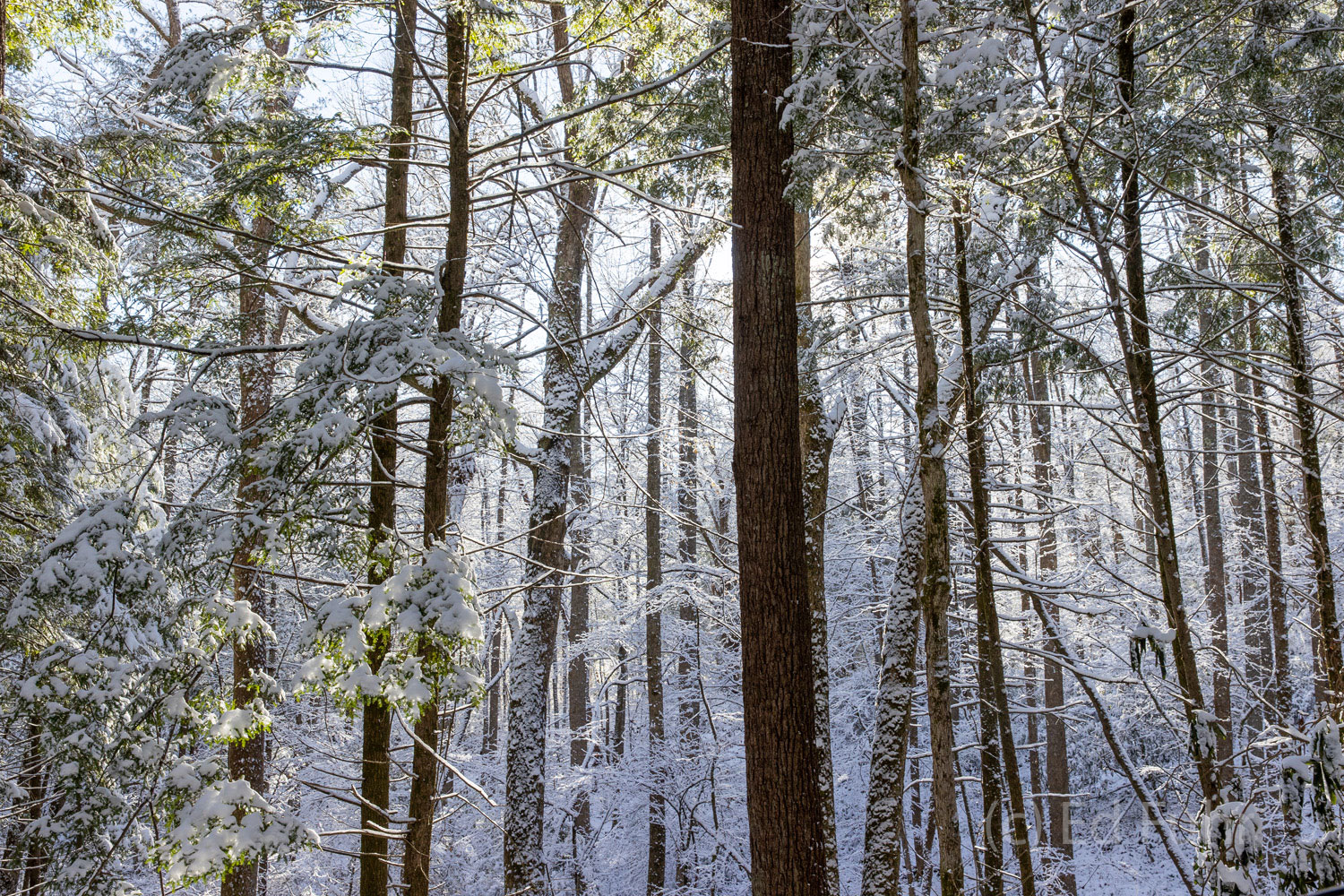 The woods have a new beauty under a fresh snow.