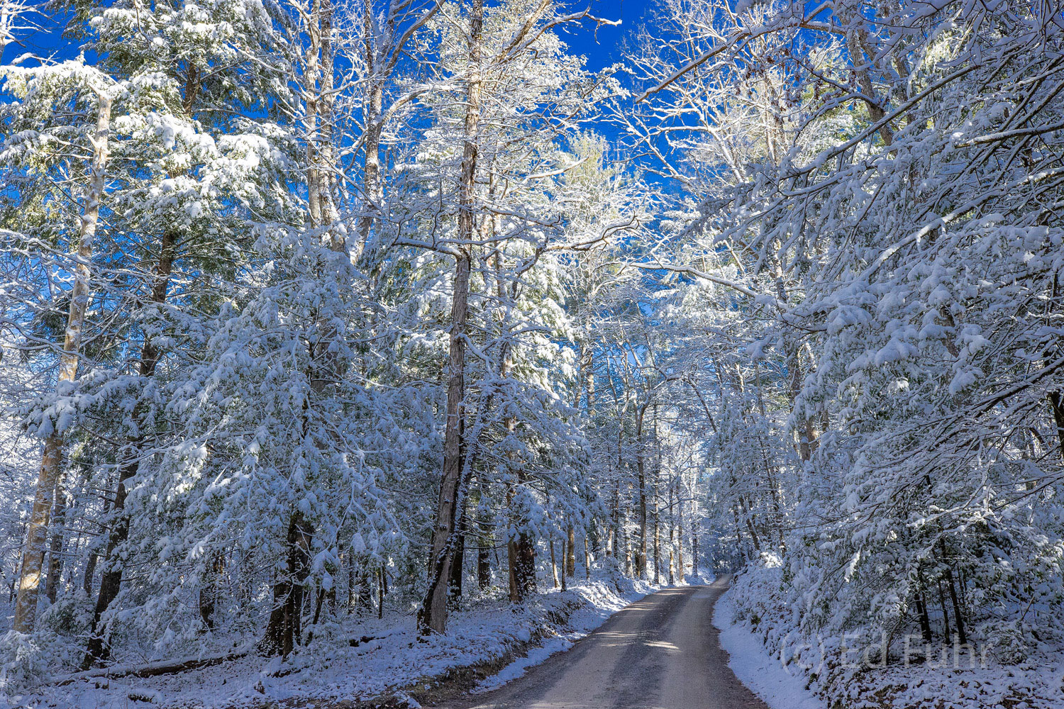 Snow drapes the hemlocks and pines that line Sparks Lane.