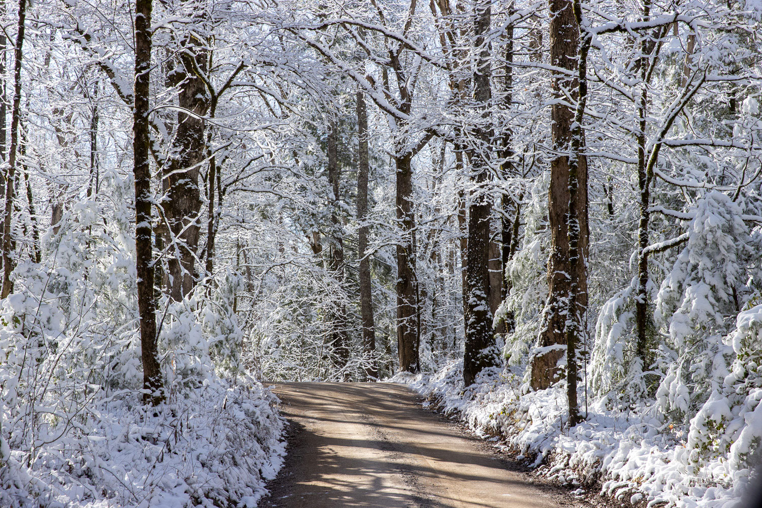 Sparks Lane in Snow A narrow dirt road cuts through the snowy woods in Cades Cove.