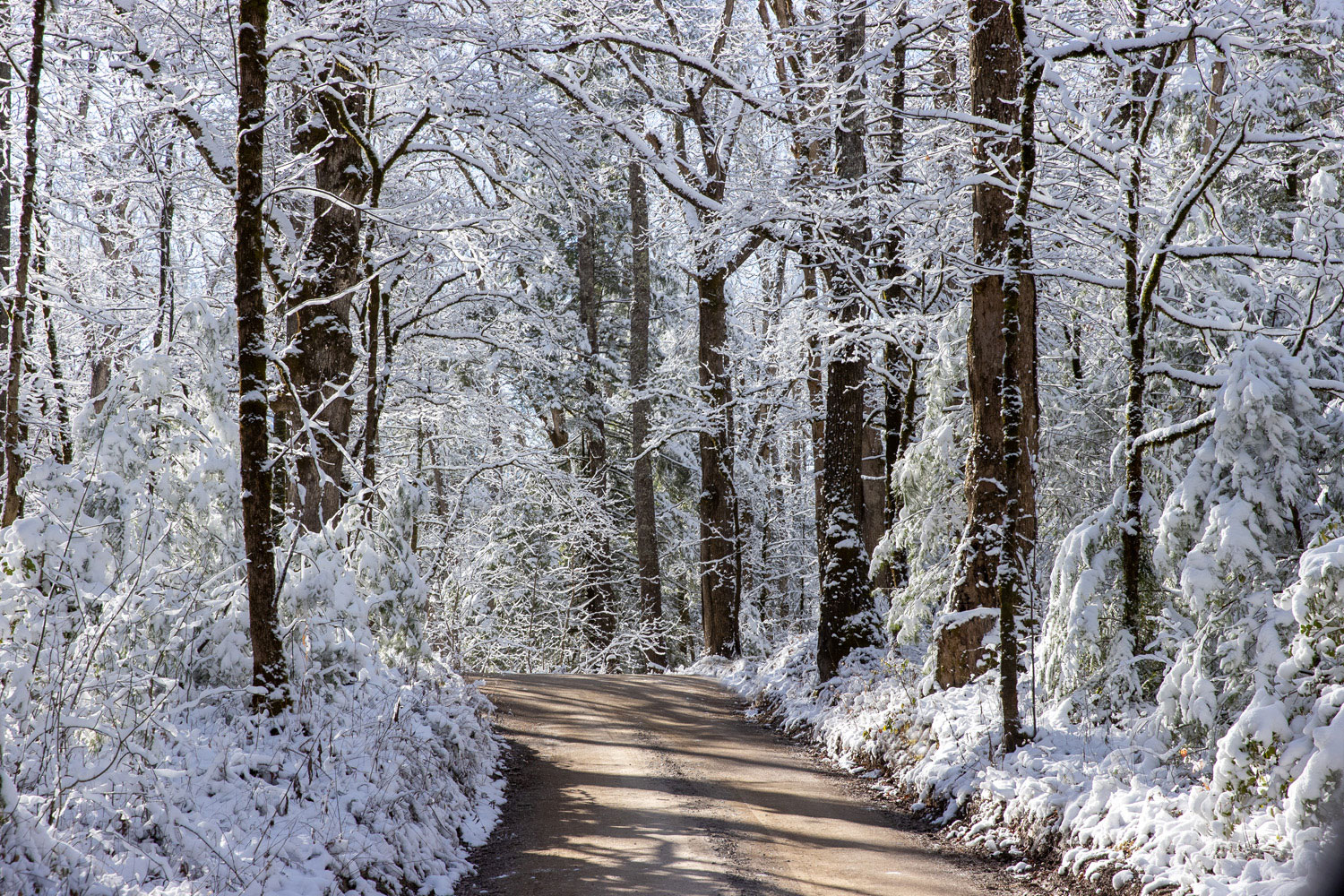 A narrow dirt road cuts through the snowy woods in Cades Cove.