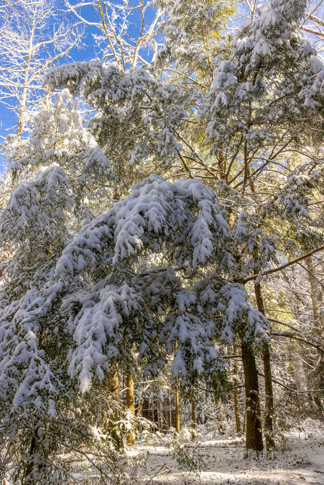 The golden light of morning glows behind the snow-covered hemlocks in Cades Cove.