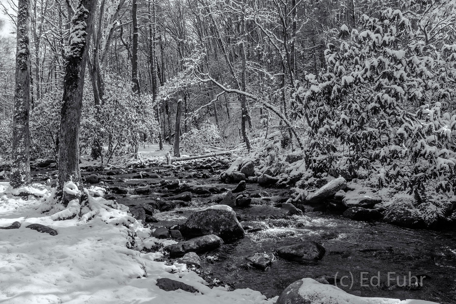 Anthony Creek flows through the snow-covered rhododendrons and trees that grow along its banks near the picnic sites of Cades...