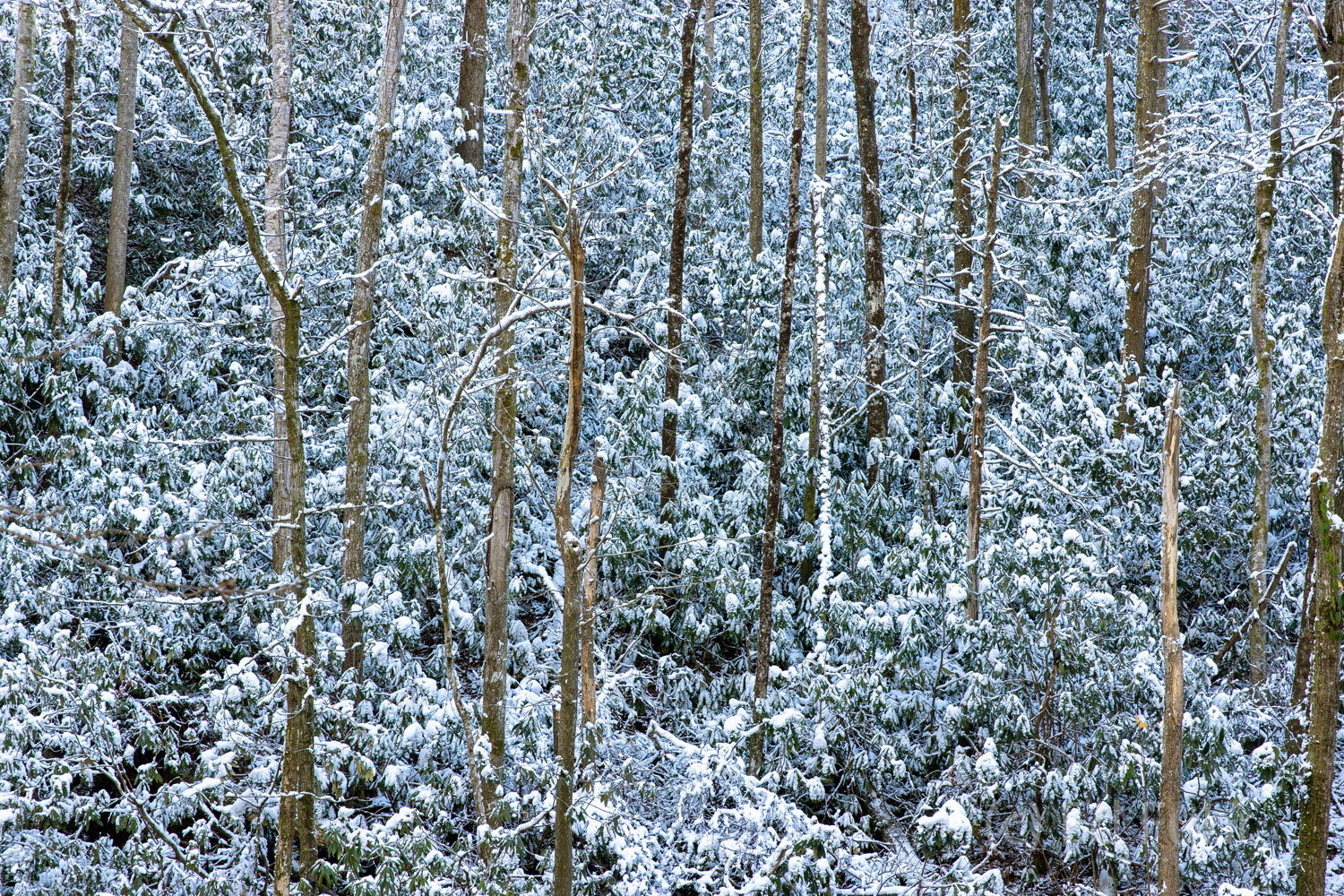 A large mountainside of rhododendrons is covered in a winter coat of snow.