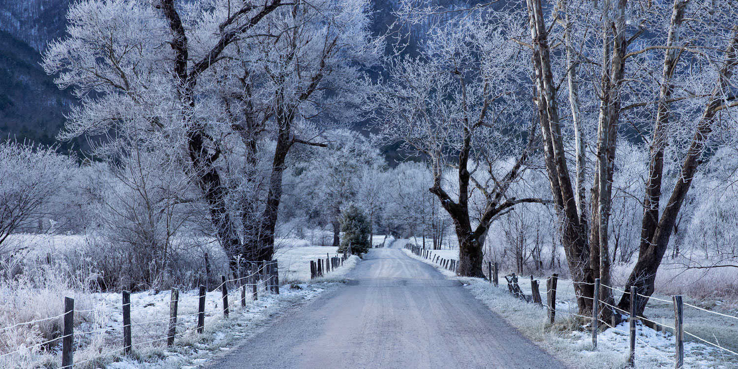 A heavy hoar frost has etched overnight the old trees along Sparks Lane.
