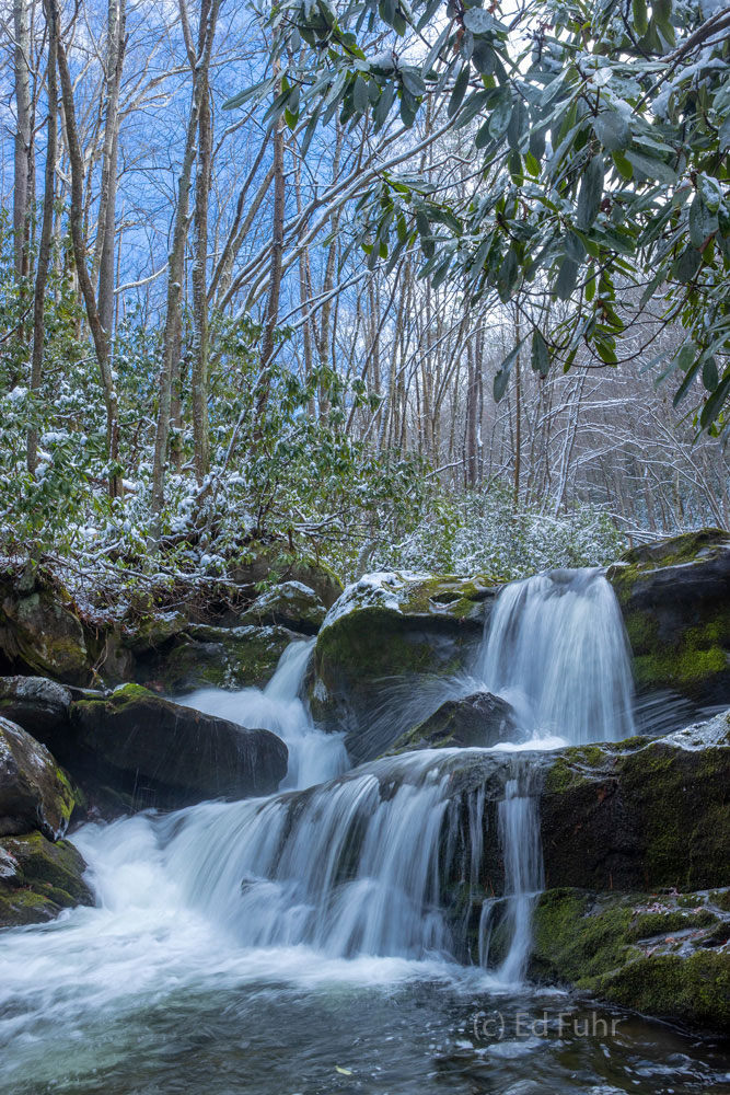 Lynn Camp Prong Cascades is a gorgeous small waterfall that tumbles here below the snow-covered rhododendrons.