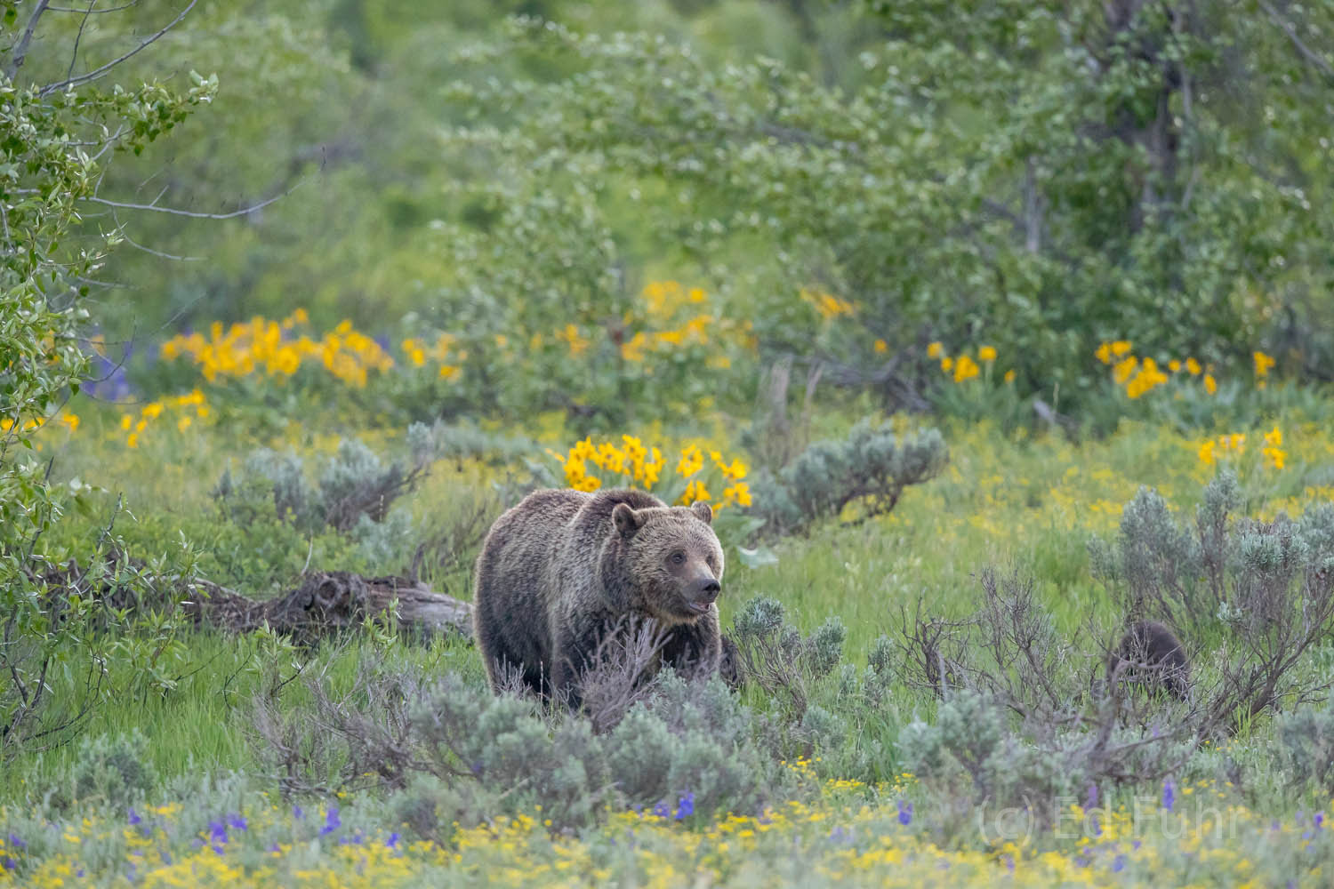 Grizzly bear nicknamed Blondie by the locals looks up from her foraging on roots and rodents in a meadow of balsamroot and lupines...
