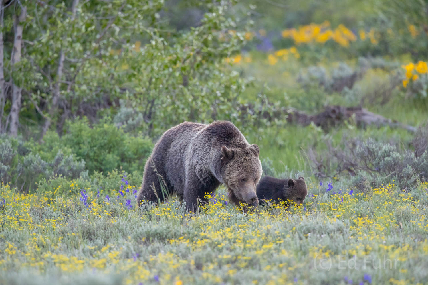 Blondie and one of her two grizzly bear cubs forage for food on June morning in Grand Teton National Park.