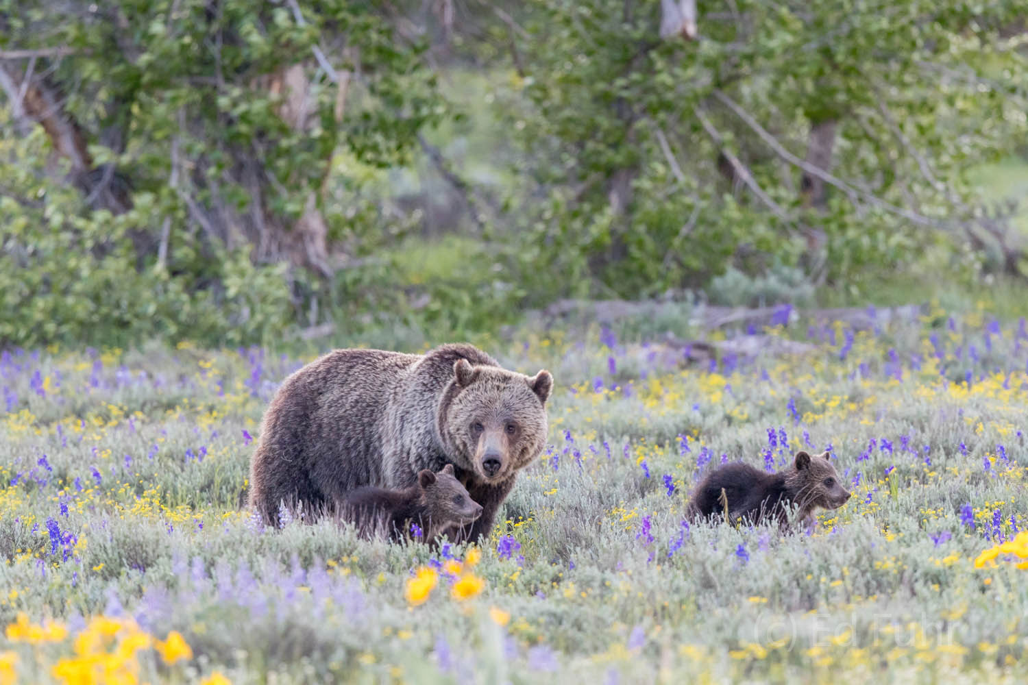 A grizzly bear and her two cubs make their way across a meadow of spring flowers in Grand Teton National Park.
