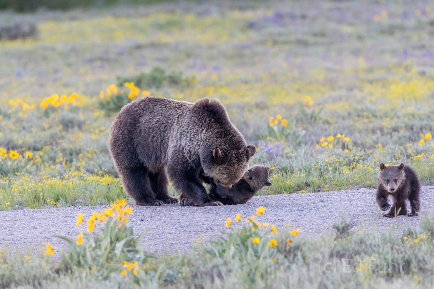 Blondie plays with her two grizzly cubs on Pilgrim Creek Road.