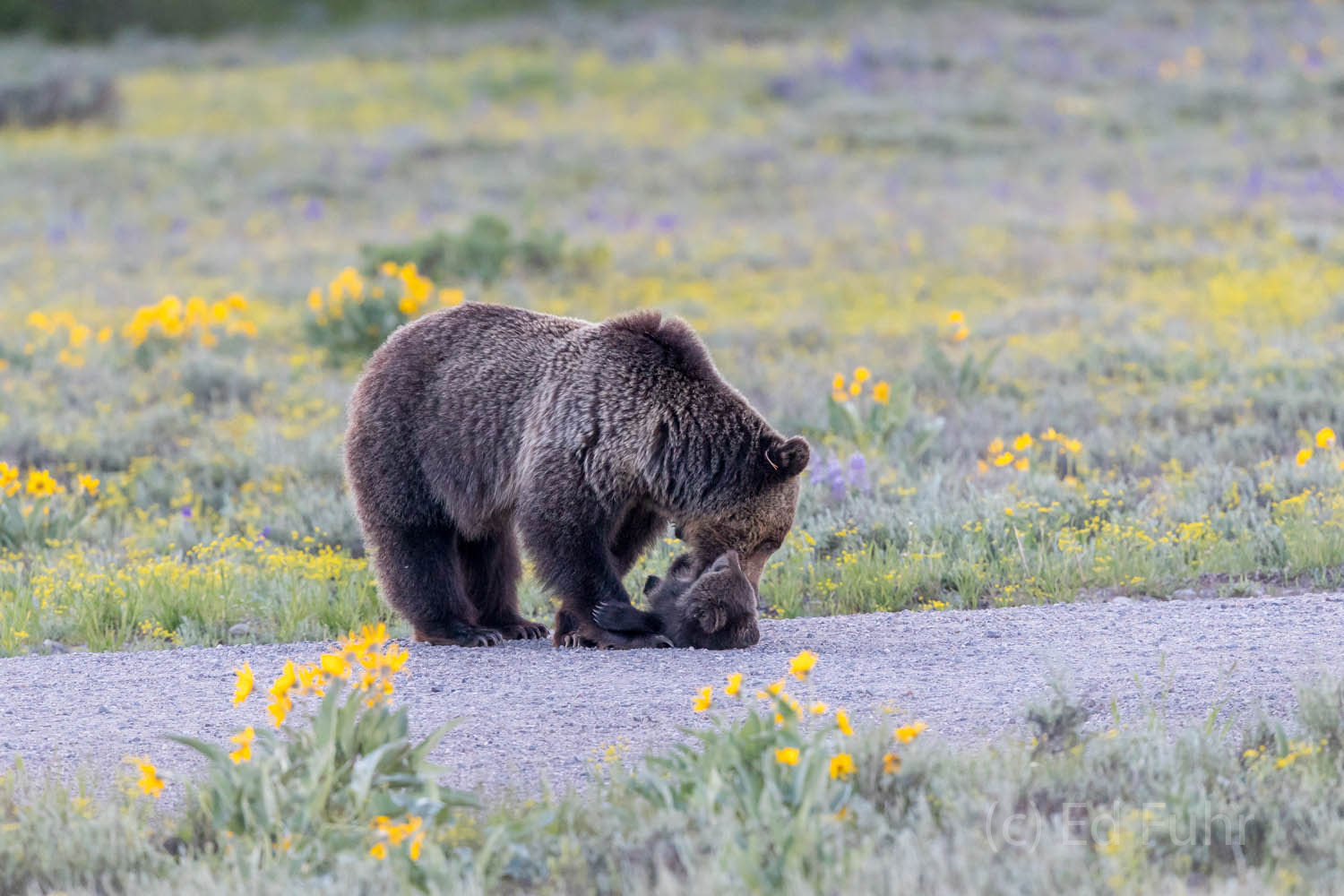 A bear cub enjoys some play with her big and beautiful mom, a grizzly nicknamed Blondie.