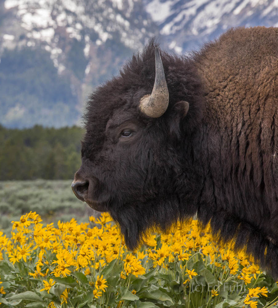 A bison poses in front of arrowleaf balsamroot in the shadow of the Teton range.