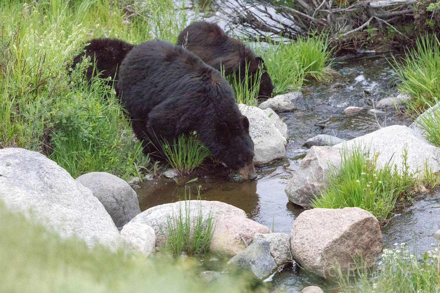 A black bear and her two cubs drink at a stream after crossing the meadow and a busy highway, oblivious to the gathering crowd...