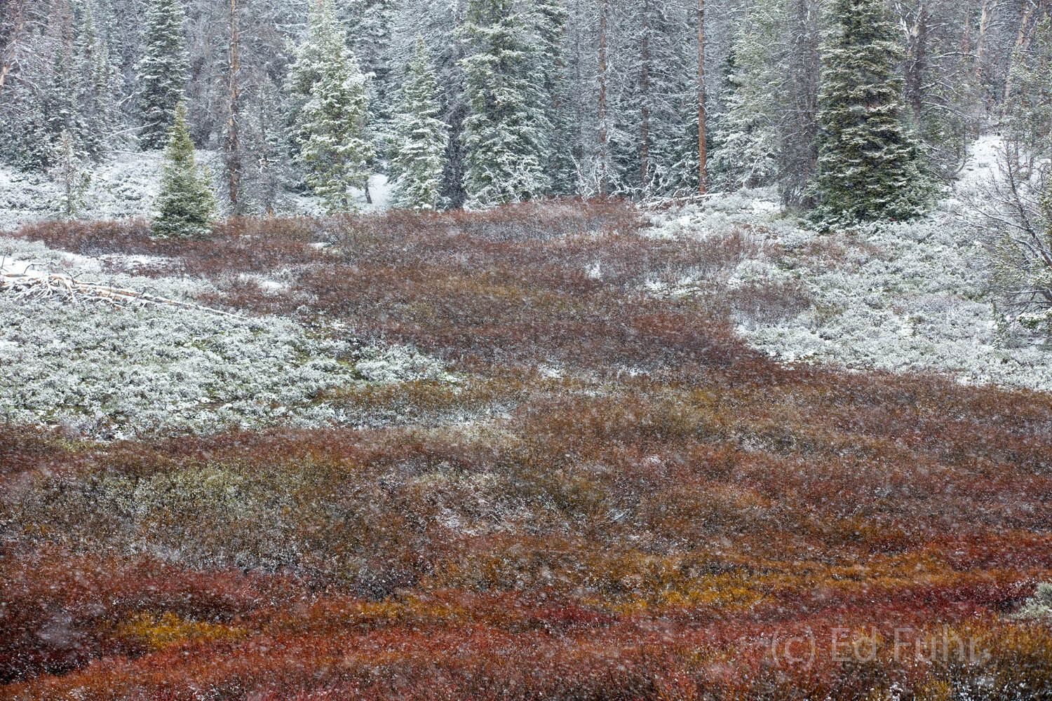 A light June snow falls on the willows below Togowtee.