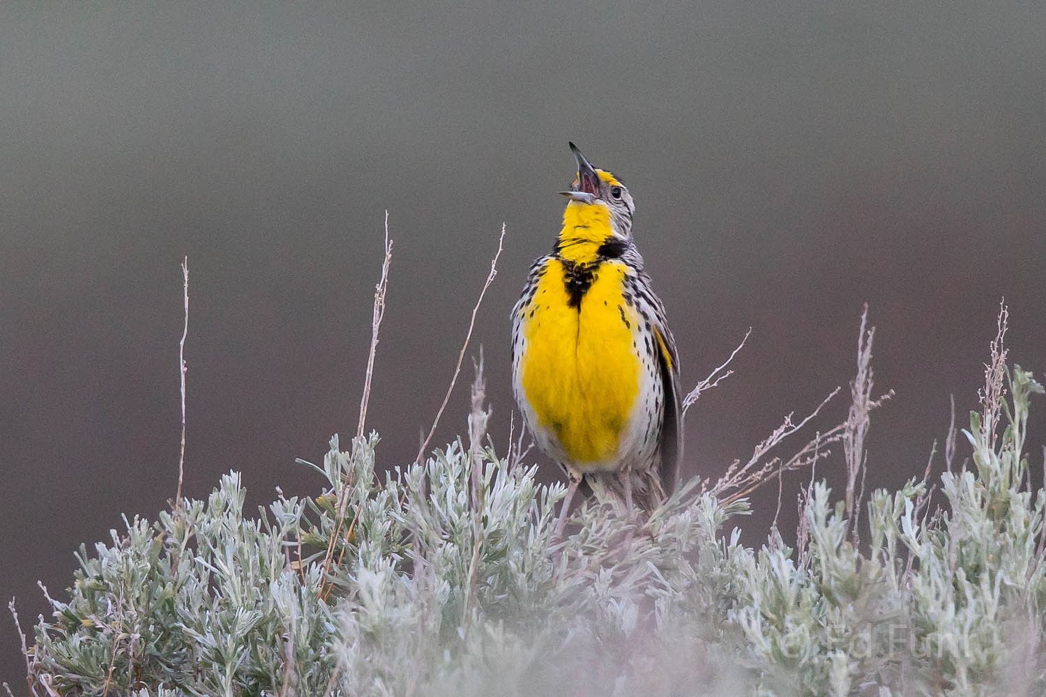 A meadowlark welcomes a new day.