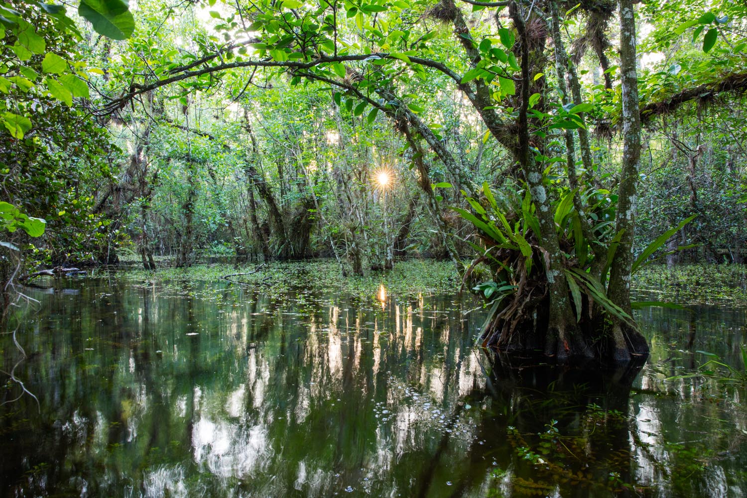 Big Cypress Swamp, Florida Ed Fuhr Photography