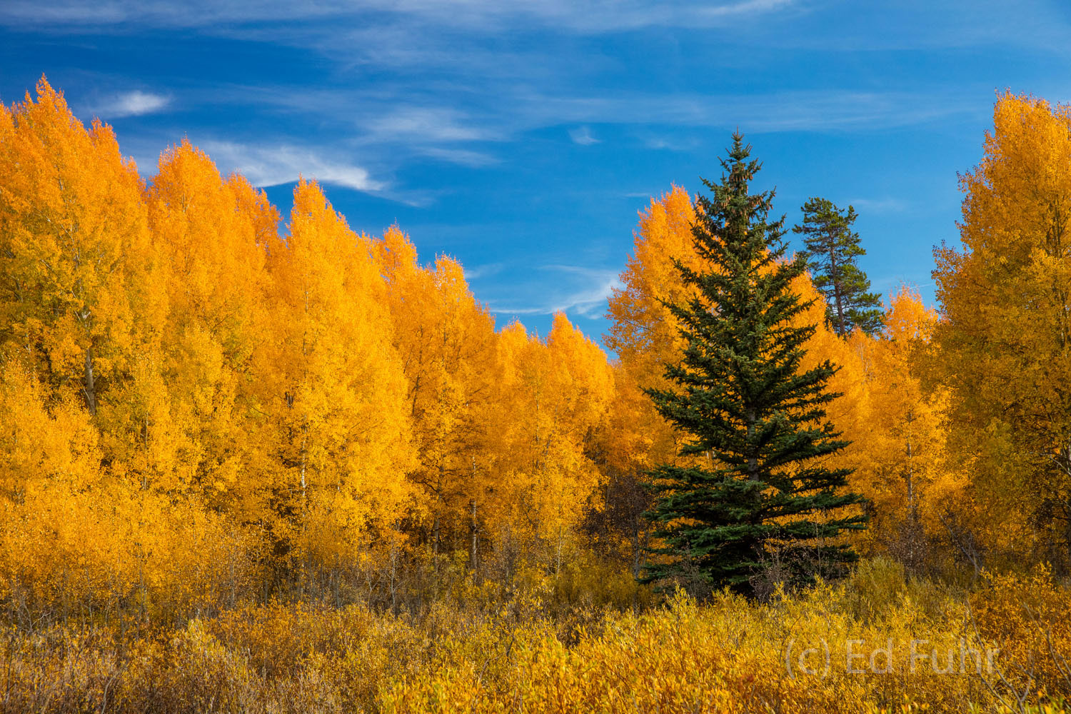 One is the Loneliest Number A Pine Among Aspen