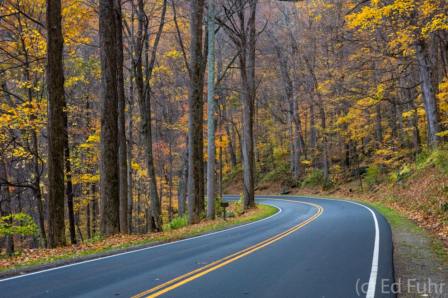 A peaceful autumn drive along the road to Newfound Gap, near the highest point of the Great Smoky Mountains.
