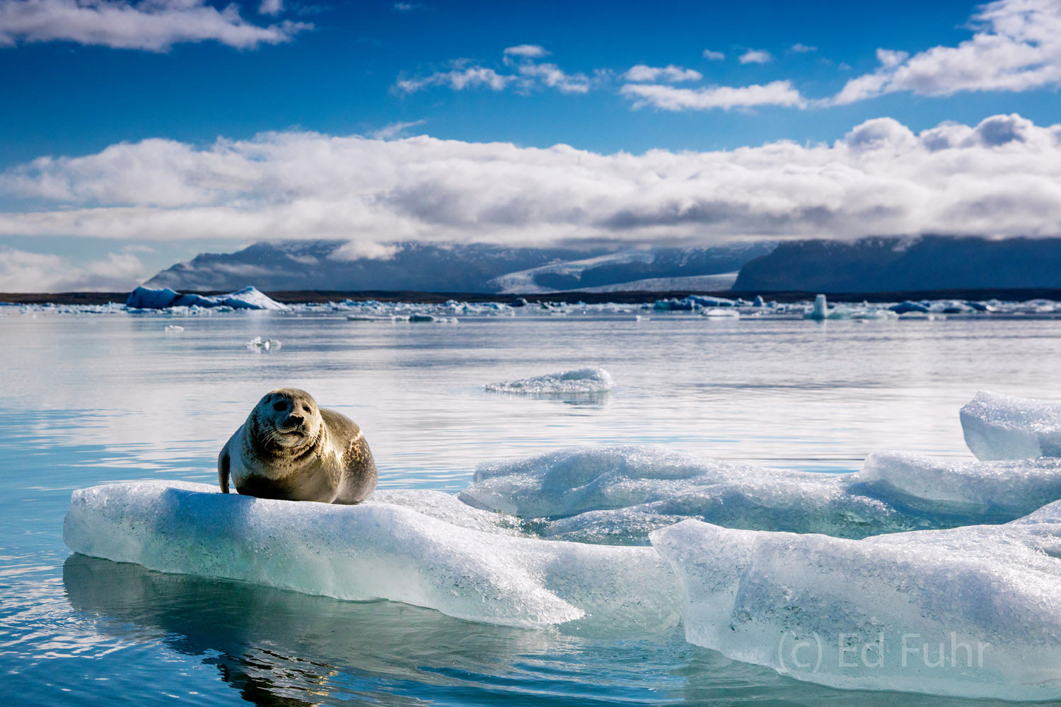 A seal warms itself on an iceberg after fishing in the frigid but rich waters of Jokulsarlon Lagoon.