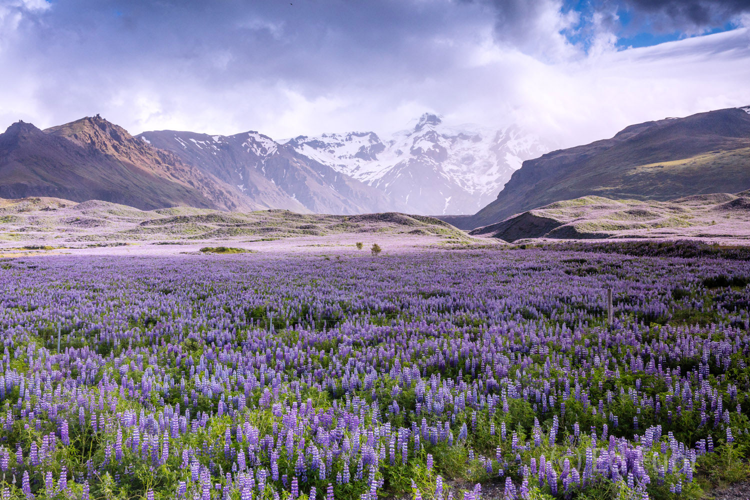 A large field of lupines glow below the massive glaciers of Vatnajokull, the largest glacier below the polar regions.