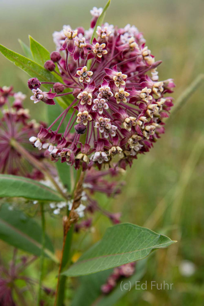 Milkweed A great magnet for butterflies