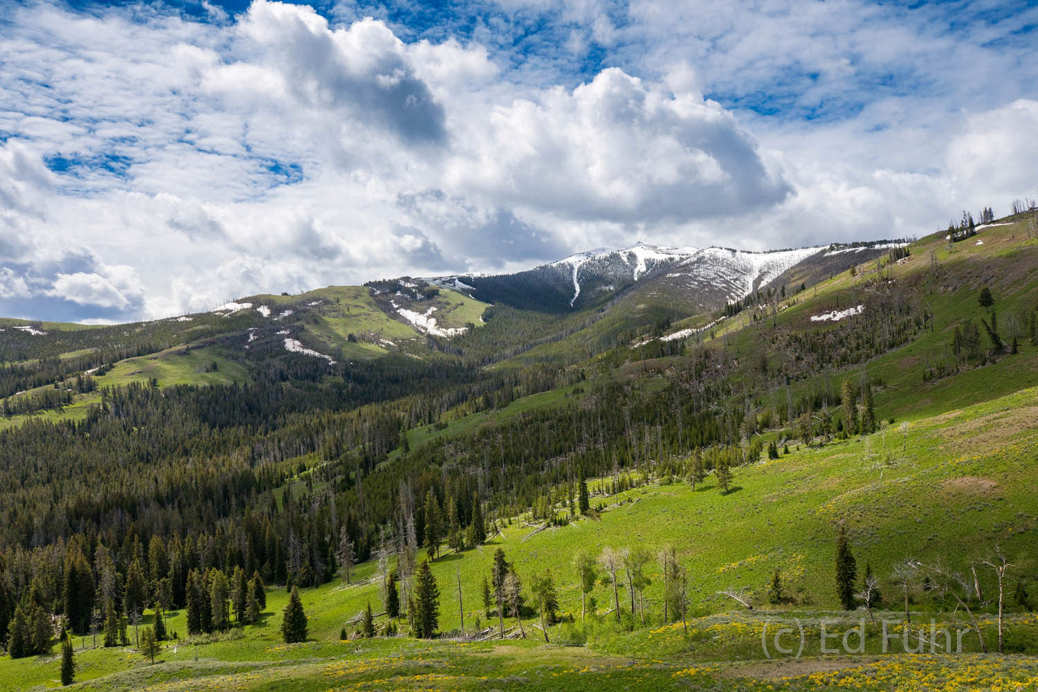 One of the great vistas in our national parks:  Dunraven Pass in early summer, with Mount Washburn rising behind it.