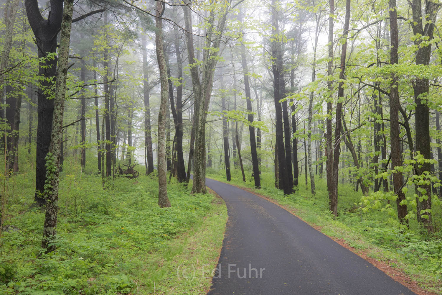 Elkwallow Elkwallow is a special place, with great animal habitat, quiet and picnic grounds.