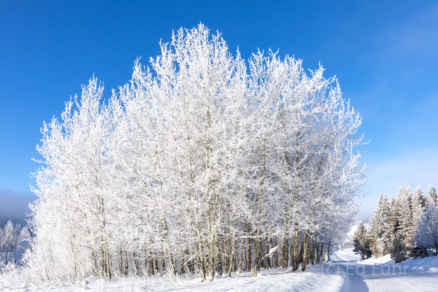 A heavy hoarfrost coats these aspens along the drive below WIllow Flats.