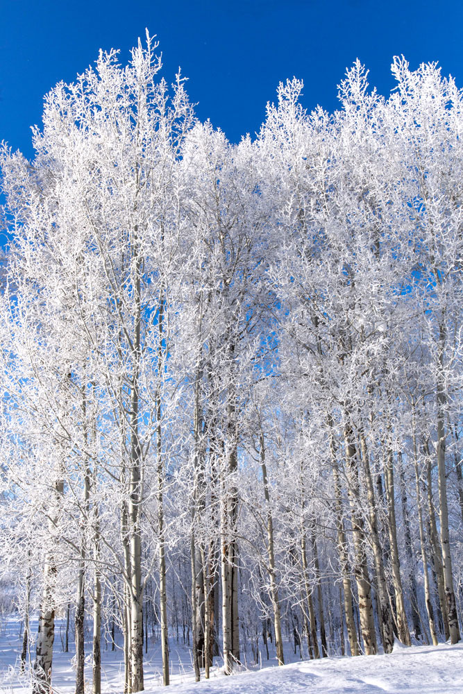 Winter Aspen Splendor