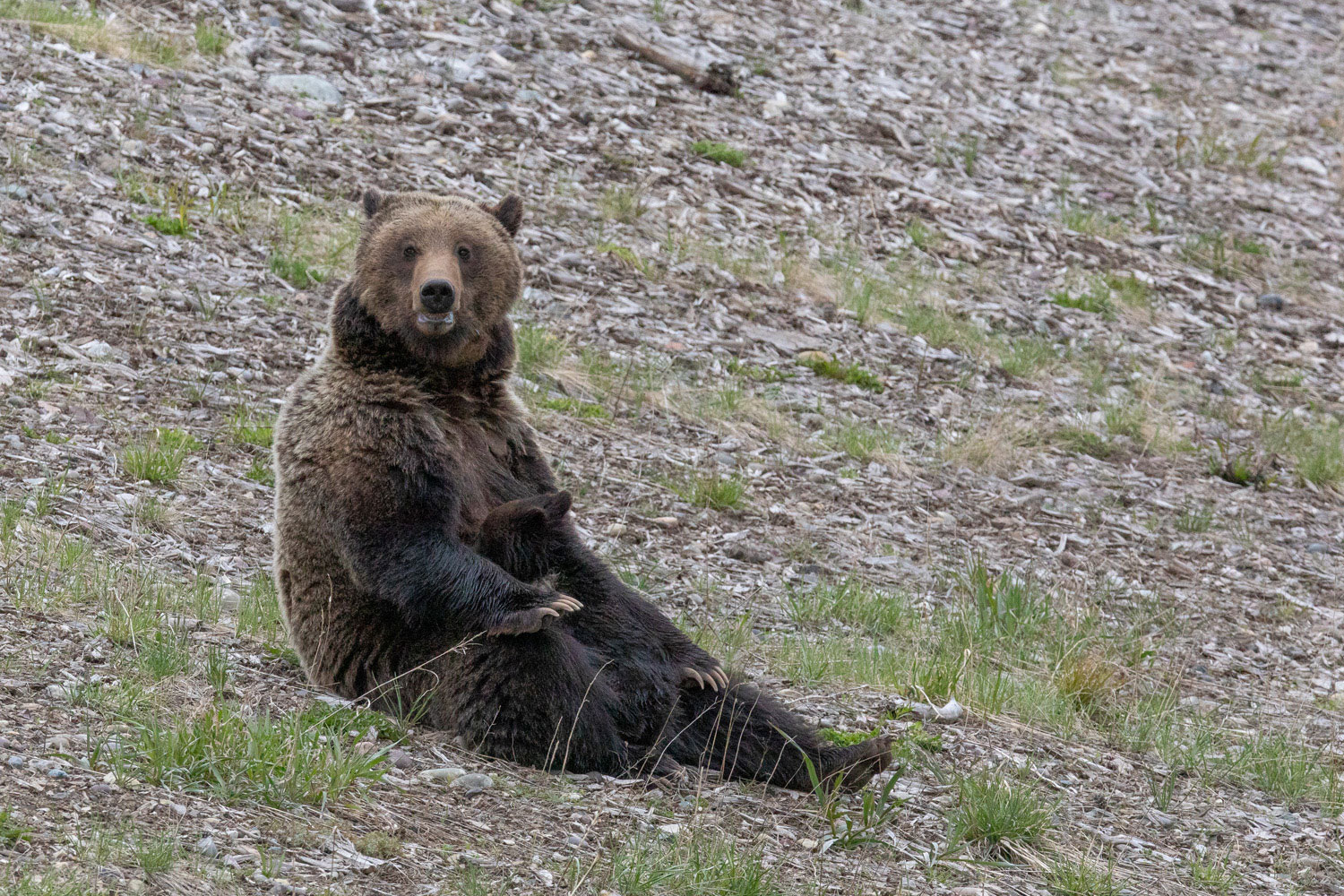 Felicia stops her efforts to find food to nurse Pepper, her lone surviving cub.  Her other cub was lost not long ago to a marauding...