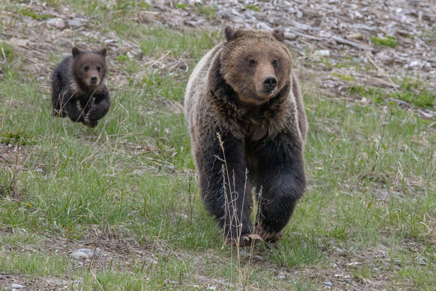 Wait Wait for me, Mom!
