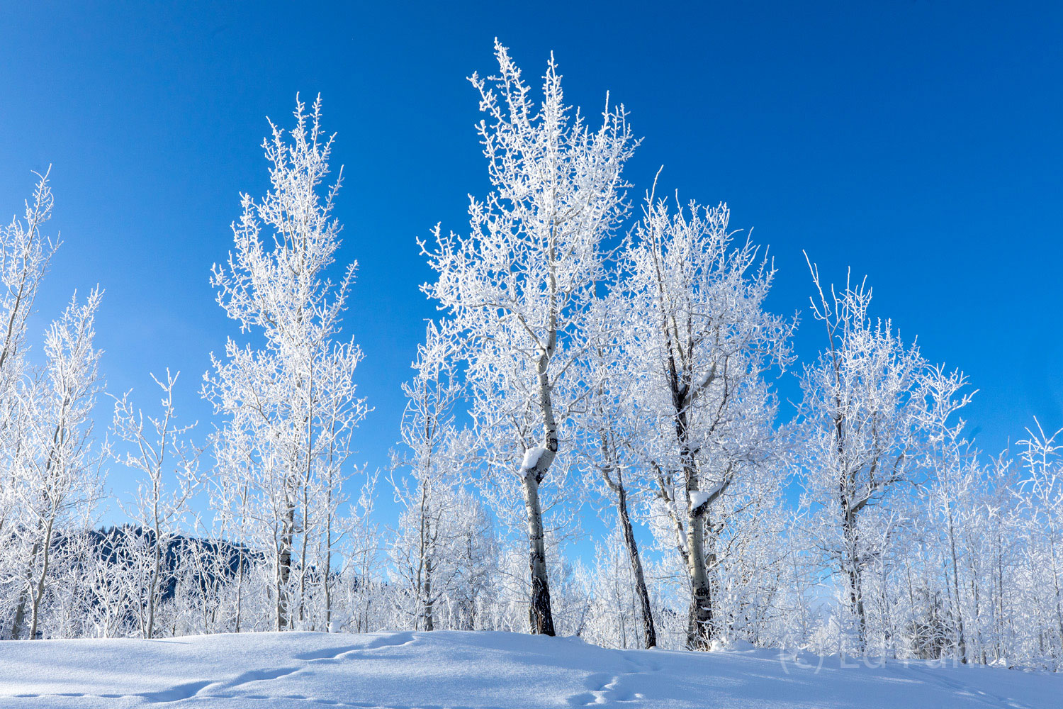 Etched in heavy frost from last night's dip into the minus twenties, this ridge of aspens sparkles like so many diamonds.   When...