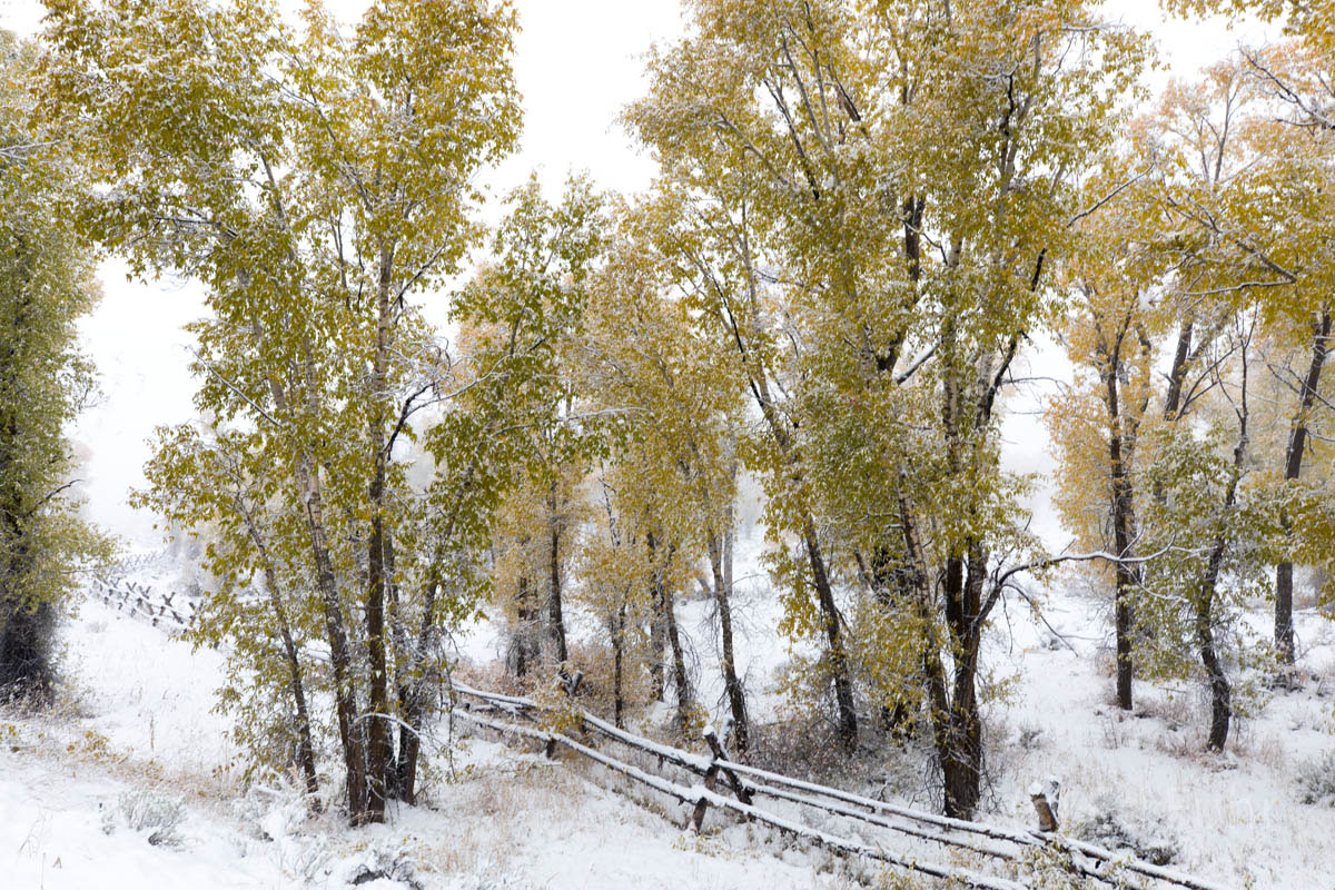 Autumn cottonwoods hold on to their leaves as the first snow arrives.