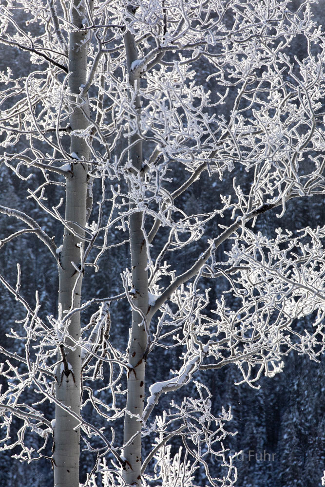 Like diamond necklaces against the jeweller's cloth, these aspen glisten  against the dark silhouette of Signal Mountain.