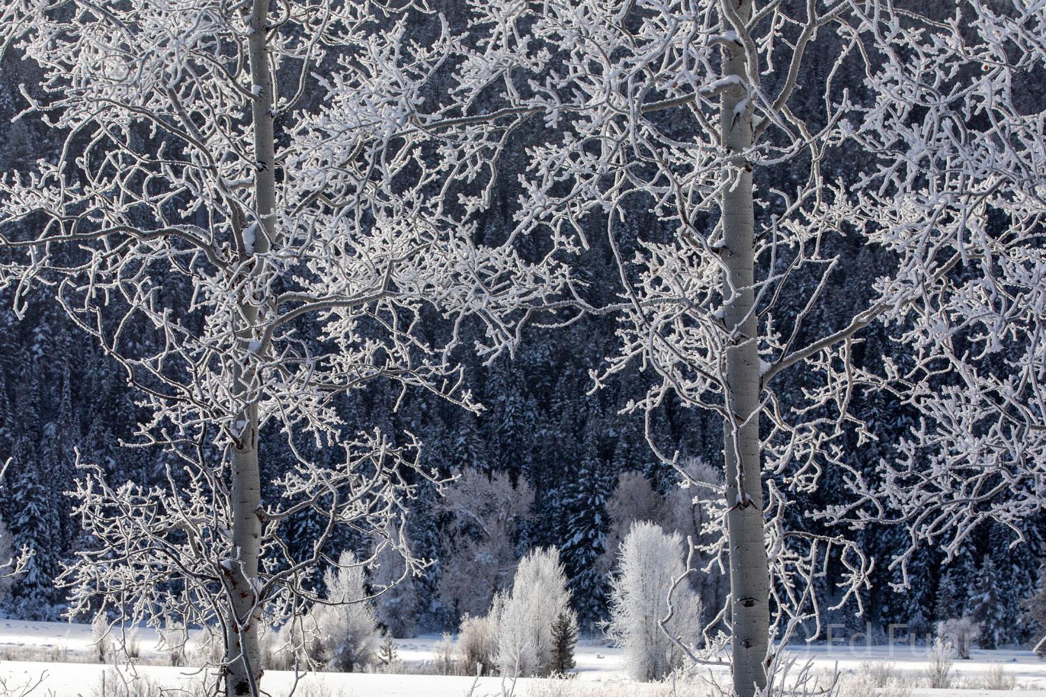 Frosted Aspens