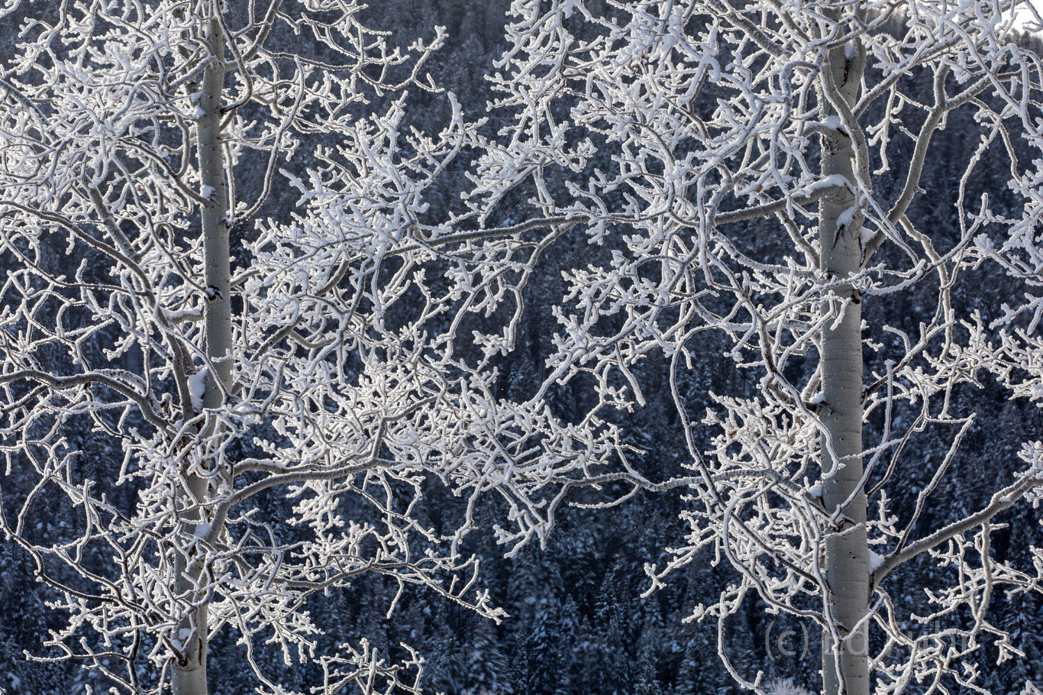 aspen, hoarfrost, tetons, winter, Grand Teton