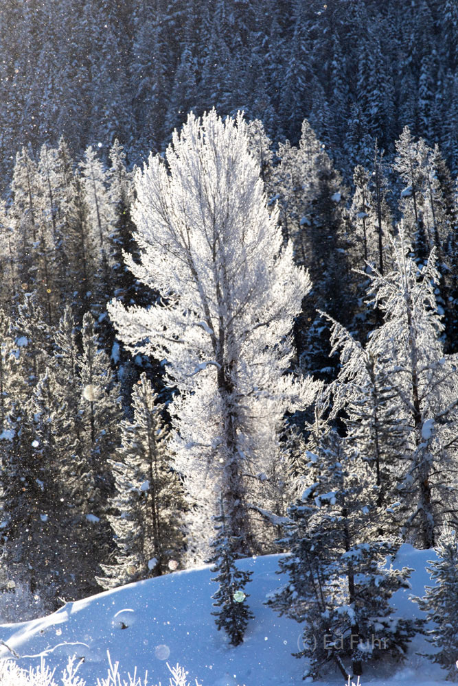 A backlit cottonwood is splendid with either fall's golden colors or winter's frosty kiss.